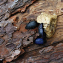 Pleasing Fungus Beetle