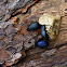 Pleasing Fungus Beetle