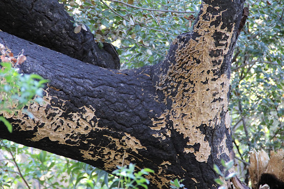 Spotting Image 1