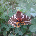 Great Tiger Moth