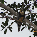 Aplomado Falcon