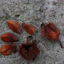 European beech