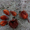 European beech