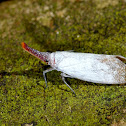lantern bug