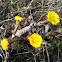 Coltsfoot