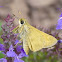 Sachem skipper