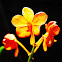 Orquidea