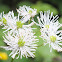 False Bugbane