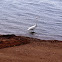 Great Egret. Garza blanca