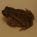 Woodhouse toad
