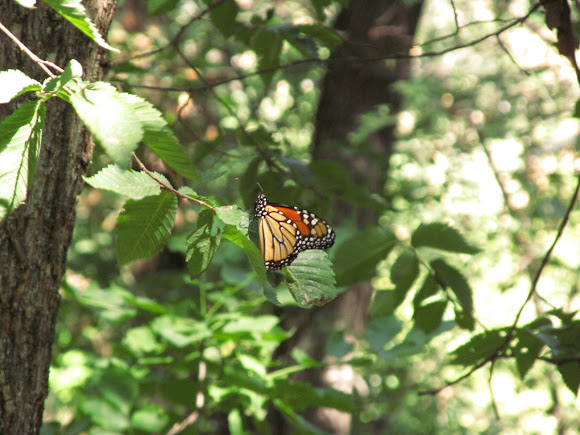 Spotting Image 1