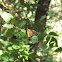 Viceroy Butterfly