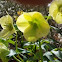 Hellebores