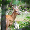 White-Tailed Deer (Buck)
