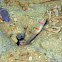 Randall's Prawn-goby