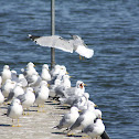 Ring-billed Gulls