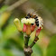 Giant honey bee