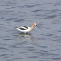 American Avocet