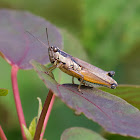 Atlantic Grasshopper