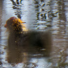 Moorhen; Pollo de Agua