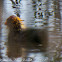 Moorhen; Pollo de Agua