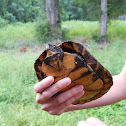 Gulf Coast Box Turtle