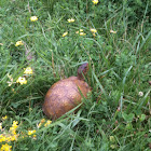 Three Toed Box Turtle