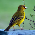 Cape Weaver