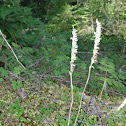 Rattlesnake Plantain