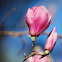 Magnolia x 'Star Wars'