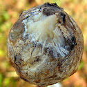 Goldenrod Gall Fly