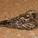 Fiery-necked Nightjar