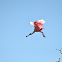 Roseate Spoonbill
