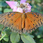 Gulf Fritillary Butterfly
