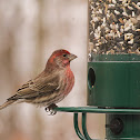 House Finch