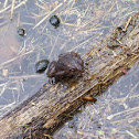 American Toad