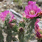 Walking Stick Cactus