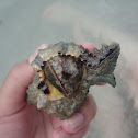 Sea snail