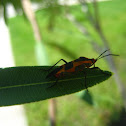 Large Milkweed Bug