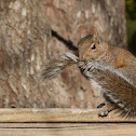 Eastern Gray Squirrel