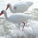 American White Ibis