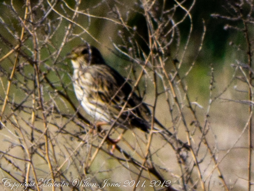 Spotting Image 1