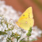 Clouded sulphur (male?)