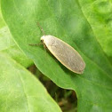 Scarce Footman Moth