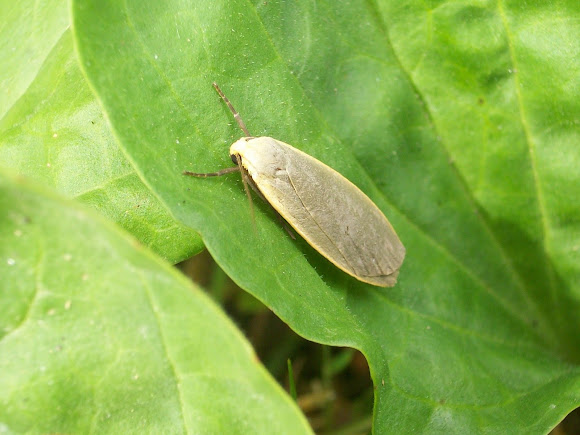 Spotting Image 1