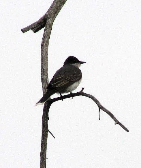 Spotting Image 1