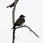 Eastern Kingbird