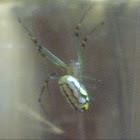 Orchard Spider