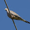 Mourning Dove