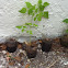 Kidney Bean Plant